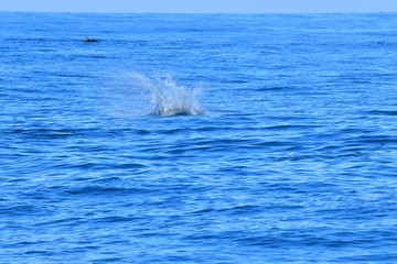 Fototapeta premium ドルフィンウォッチング