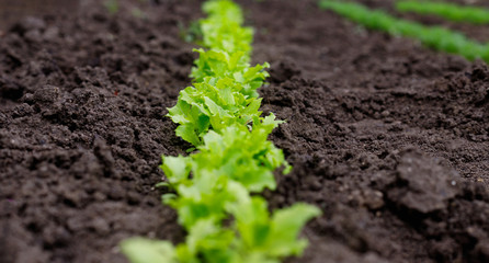 Bed of fresh green lettuce in village garden