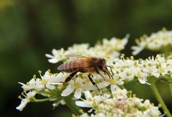 Honey bee on white flowers with tiny parasitic mite