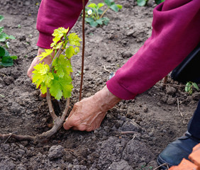 Elderly retired man caring for young vine of grapes, outdoors in his garden