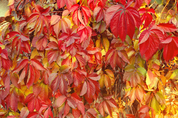 Red Virginia creeper climbing up on old wooden wall