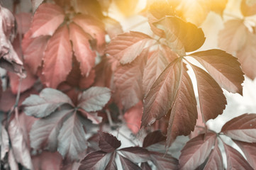 Red Virginia creeper climbing up on white wall