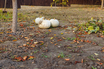Harvest large ripe pumpkins in October on the garden.