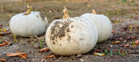 Harvest large ripe pumpkins in October on the garden.