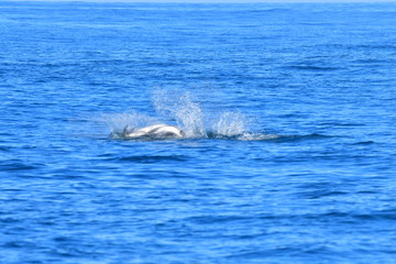 Fototapeta premium ドルフィンウォッチング