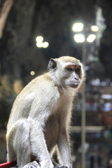 Monkey is a common name that may refer to groups or species of mammals