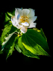 Obraz premium Blossoming flowers of Jasmine tree (Jasminum officinale), summer, Europe