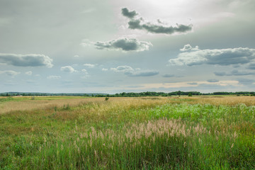 The sun behind gray clouds in the sky, horizon and wild meadow