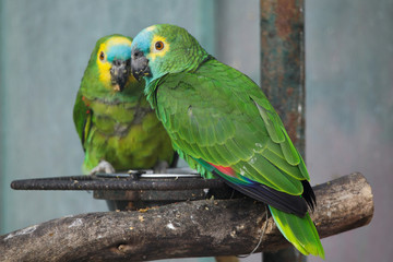 Obraz premium Turquoise-fronted amazon (Amazona aestiva)