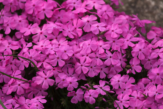 Creeping phlox (Phlox subulata)