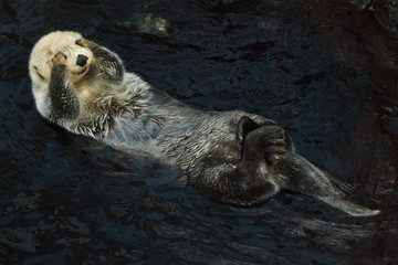 Sea otter (Enhydra lutris)
