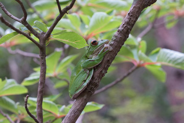 モリアオガエル