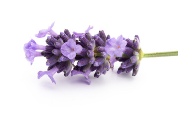 Naklejka premium Lavender flowers on a white background.