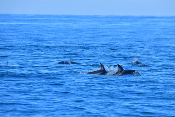 ドルフィンウォッチング