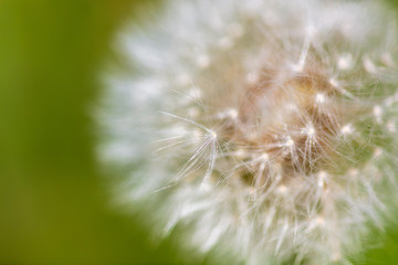 Dandelion grows in the park