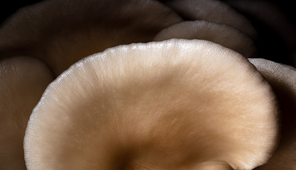 Oyster mushrooms grow on the farm