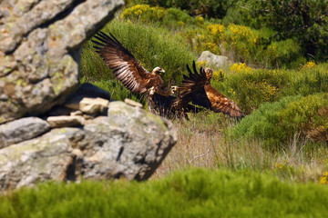 Golden eagle (Aquila chrysaetos) and Spanish imperial eagle (Aquila adalberti) fighting together for prey. The great eagles in dispute over prey and territory.