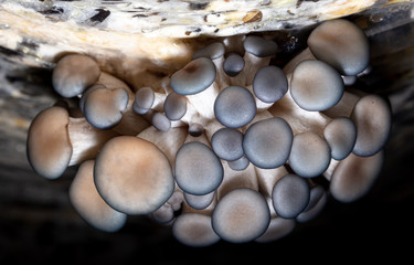 Oyster mushrooms grow on the farm
