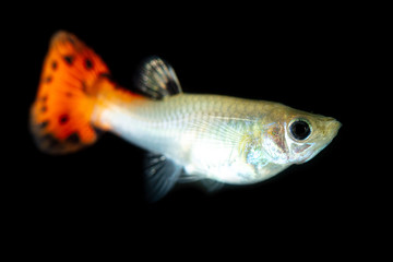 Little fish on a black background