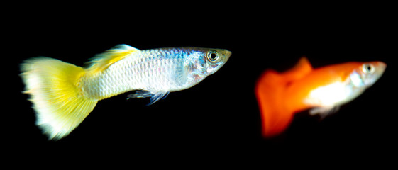 Fototapeta premium Little fish on a black background