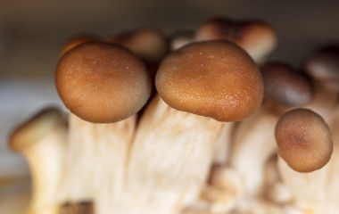 Oyster mushrooms grow on the farm