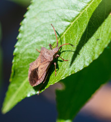 The bug on the plant in the park