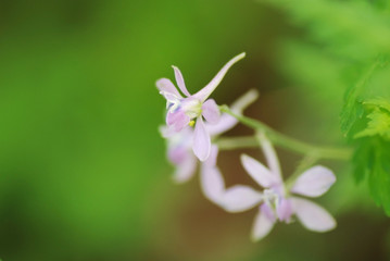 セリバヒエンソウ