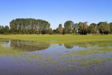 risaia con riflessi di alberi nell'acqua nella campagna rurale, paddy field with reflections of trees in the water in the rural countryside