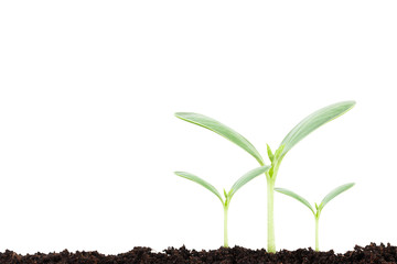 Young plant isolated on white background, New life concep