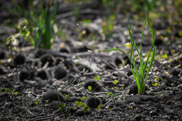 first green grass in spring time