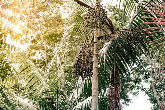 Acai berry tree in wild forest in Amazon