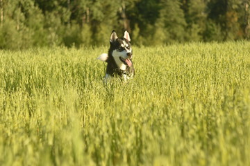 Obraz na płótnie Canvas dog running on grass