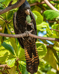 Red-tailed black cockatoo