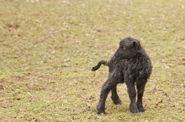 Newborn black ouessant lamb