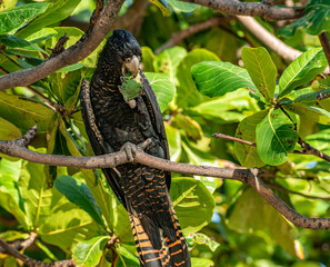 Red-tailed black cockatoo