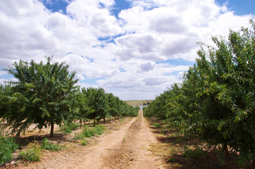 Fototapeta na wymiar almond orchard at south of Portugal