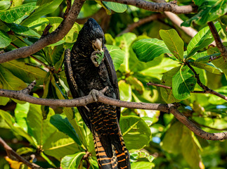 Red-tailed black cockatoo