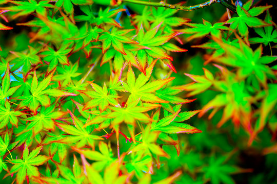 33 Best 緑の紅葉 Images Stock Photos Vectors Adobe Stock