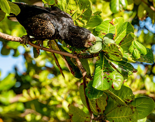 Red-tailed black cockatoo also known as Banksian