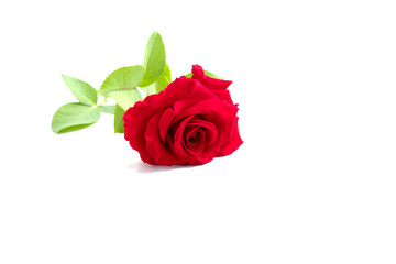 red rose isolated on white background