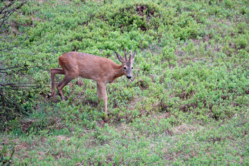 a young roebuck in change of coat with velvet on his horns