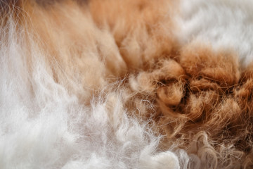 Close-up of cat fur brown and white fur for texture and background.