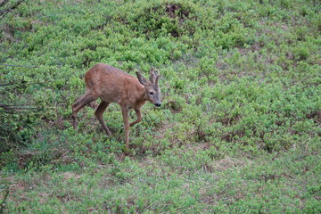 a young roebuck in change of coat with velvet on his horns