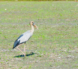 The bird at Phatthalung Thailand.