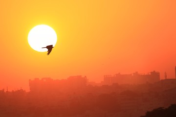 Kite bird against big Sun