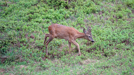 a young roebuck in change of coat with velvet on his horns