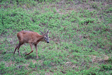 a young roebuck in change of coat with velvet on his horns