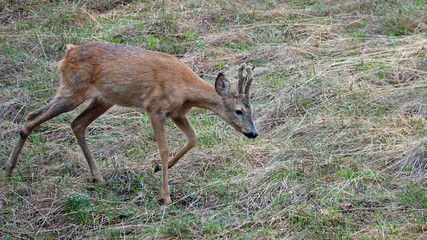 a young roebuck in change of coat with velvet on his horns