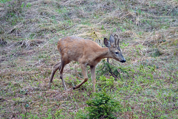 a young roebuck in change of coat with velvet on his horns