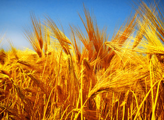 Detail of the Barley Spike